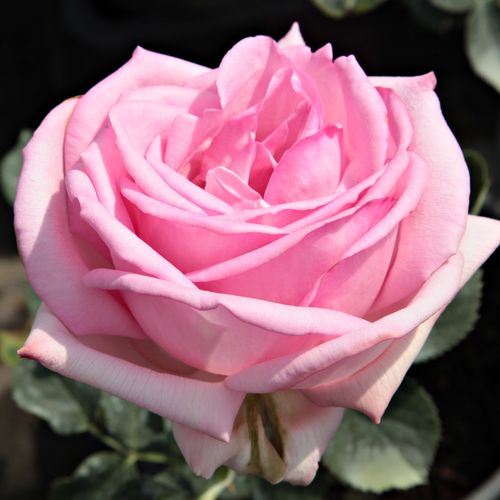 E-commerce, vendita, rose, in, vaso rose ibridi di tea - rosa - Rosa Madame Maurice de Luze - rosa intensamente profumata - Joseph Pernet-Ducher - I loro fiori globosi rosa carminio sono belli e nelle aiuole possono essere associati a piante perenni.